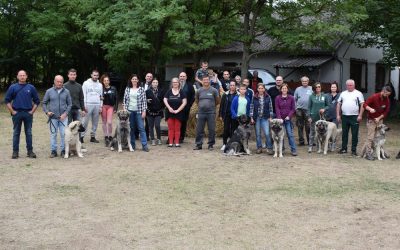 Beharangozó a Sarplaninac Táborra