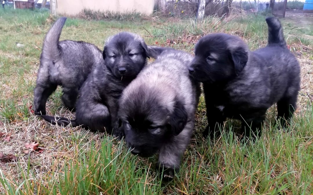 4 hetesek lettek a kölykök a Tiszai Pásztor kennelben