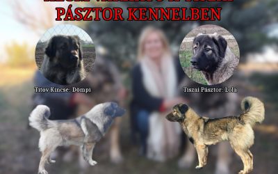 Alom a Tiszai Pásztor kennelben