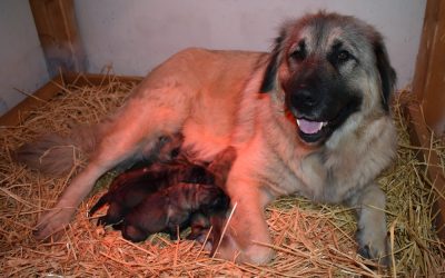 Kölykök születtek a Szentkúti Pásztor kennelben