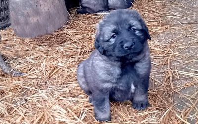 5 hetesek a kölykök a Házam Népe Őre kennelben
