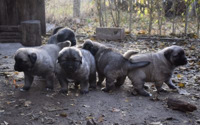 4 hetes az alom a Szentkúti Pásztor kennelben