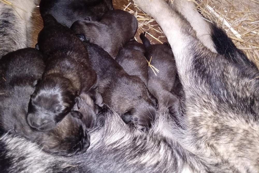 Első alom a Házam Népe Őre kennelben