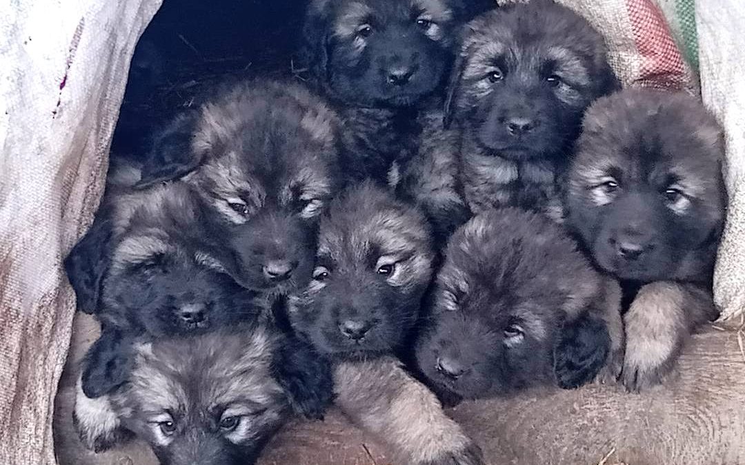 7 hetesek Irvas és Sveta kölykei