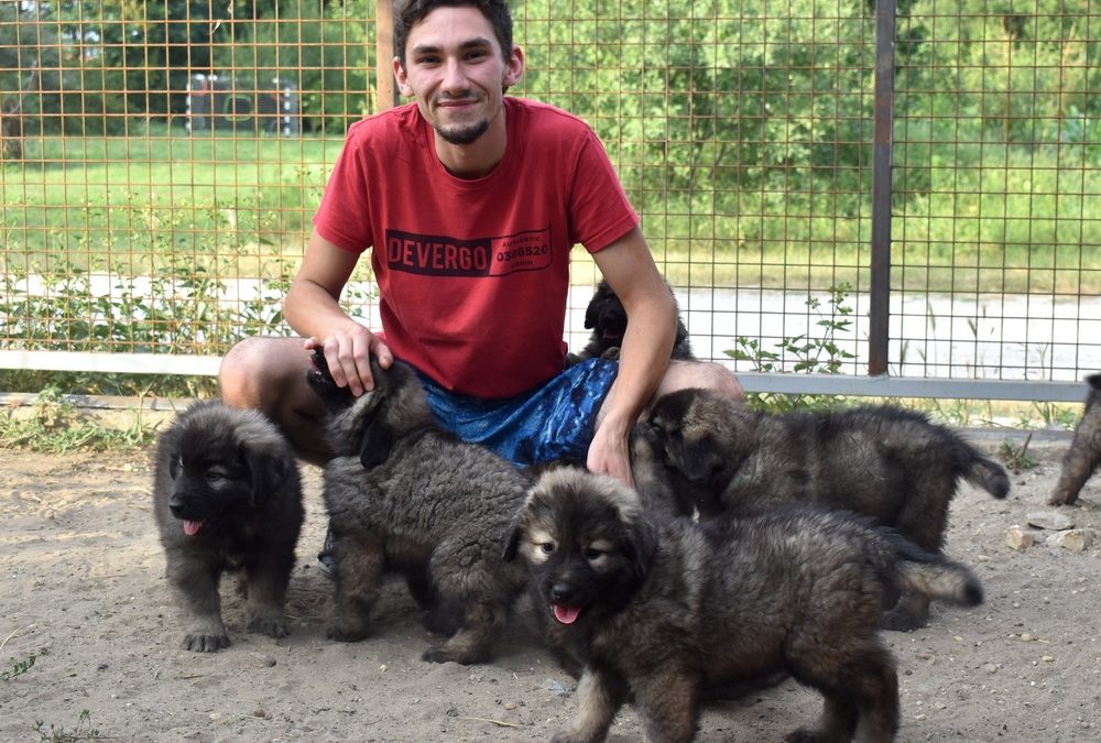 Ágotai Gyémánt kennel: 2 éves az „A” alom