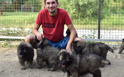 Ágotai Gyémánt kennel: 2 éves az „A” alom